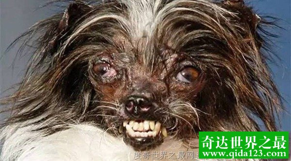 世界最丑狗狗比赛中世界上10种最丑的狗